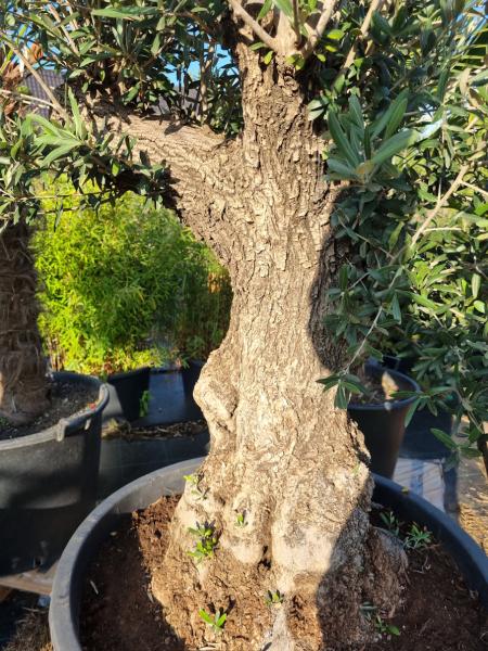 Olivenbaum 200cm -  (70/80 Jährig) genau diesen Olivenbaum kaufen Nr.47